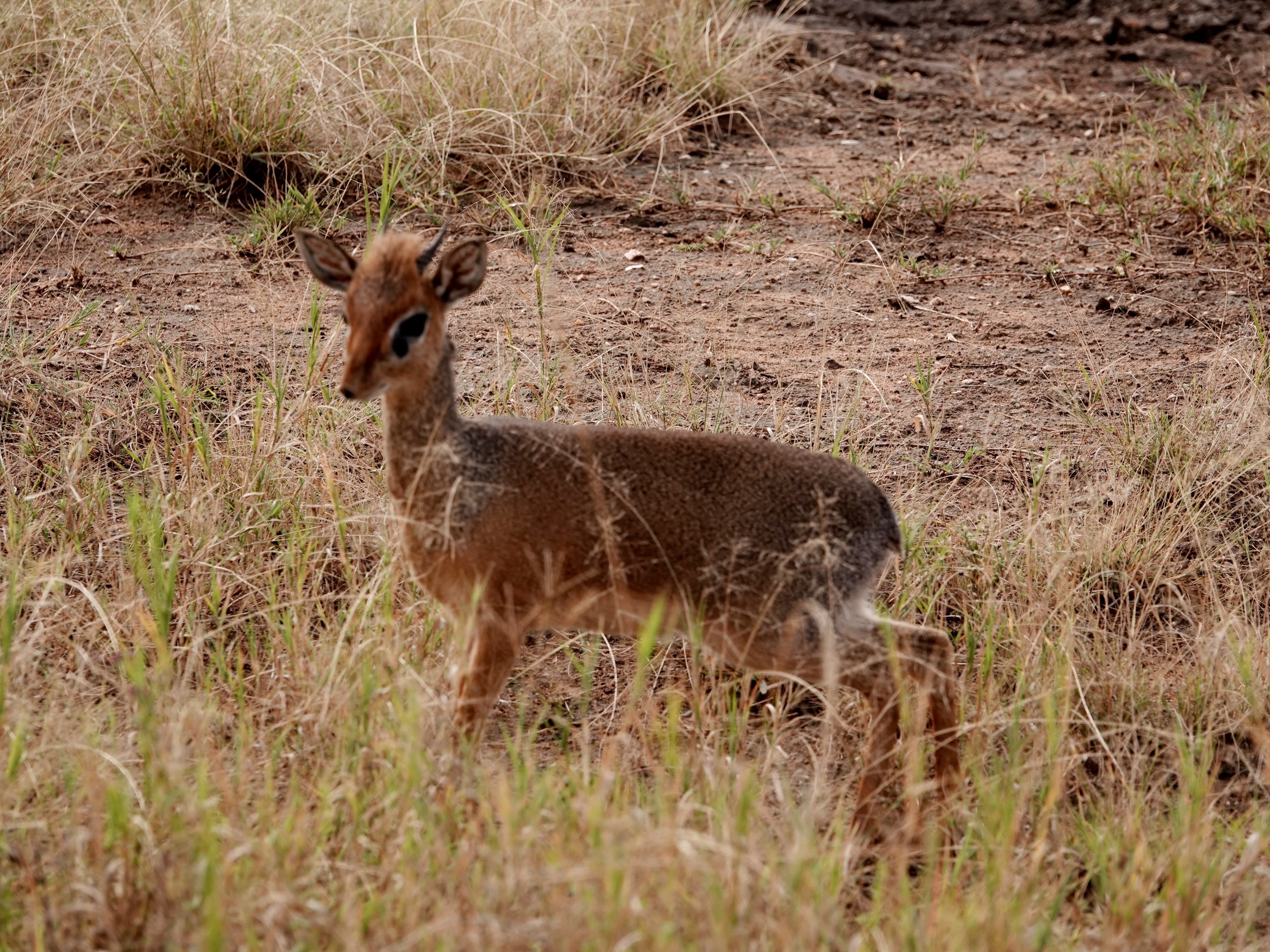 Tanzania 8 Days Adventure 